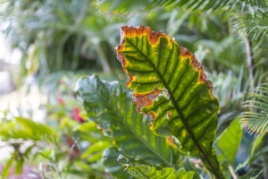 Villa del Sol November 2023 web-size (50)